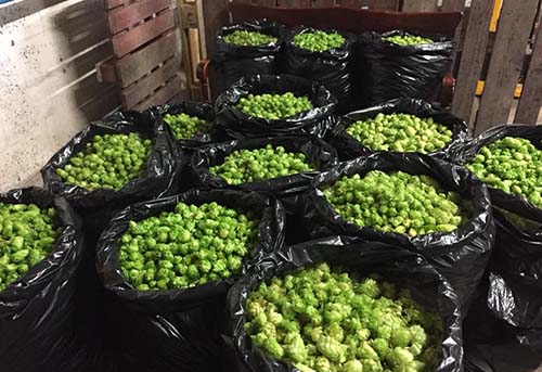 bags of hops