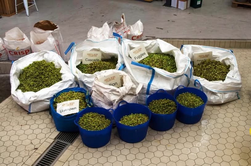 bags of hops