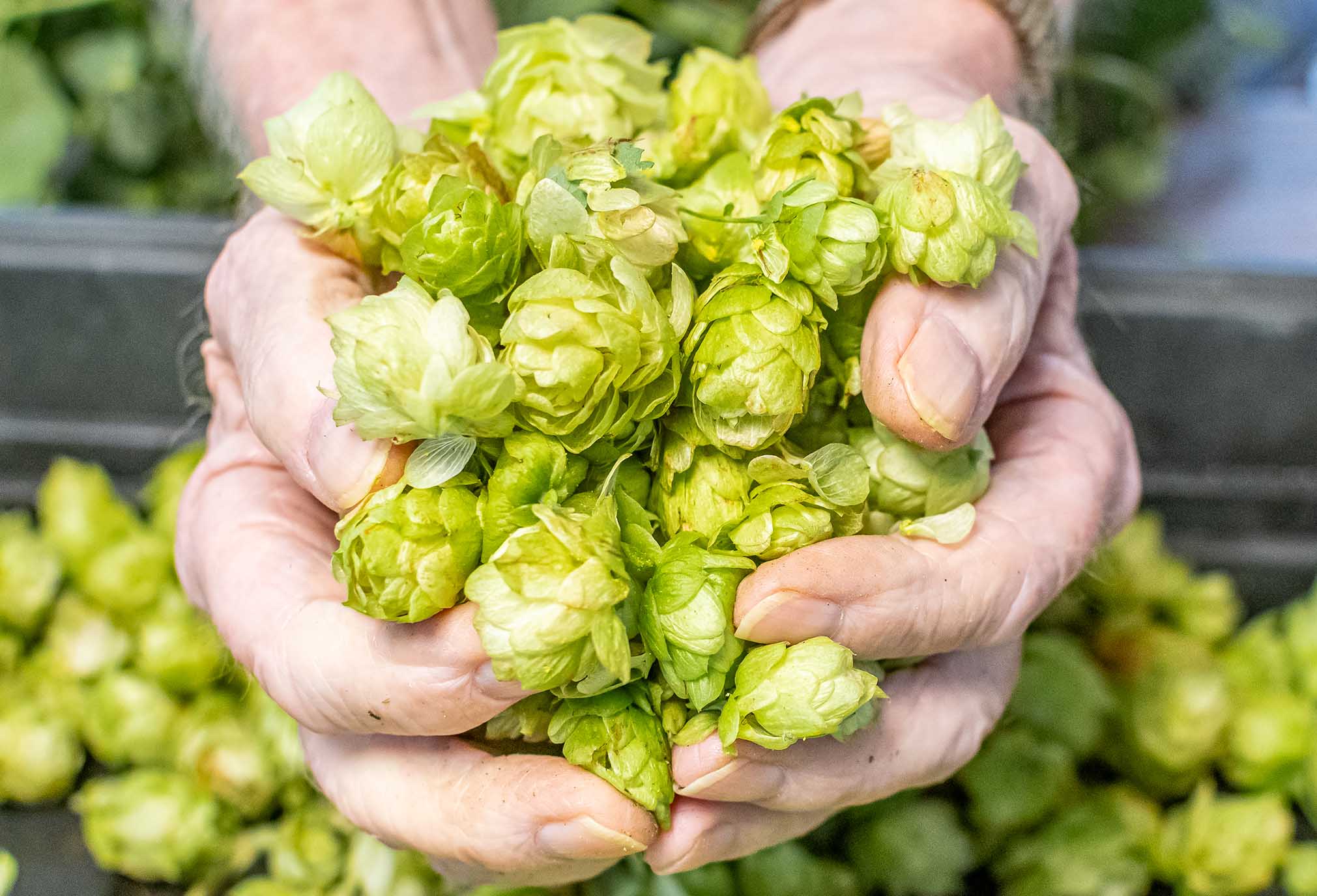 hops in hands