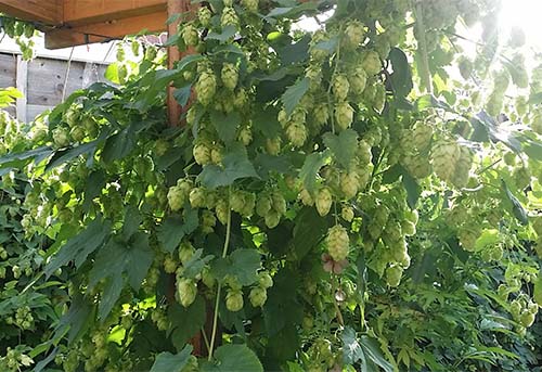 hops on a bine