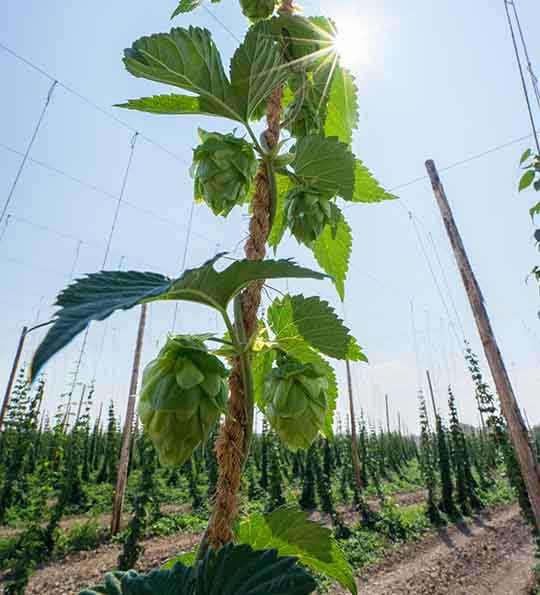 hops growing up a string