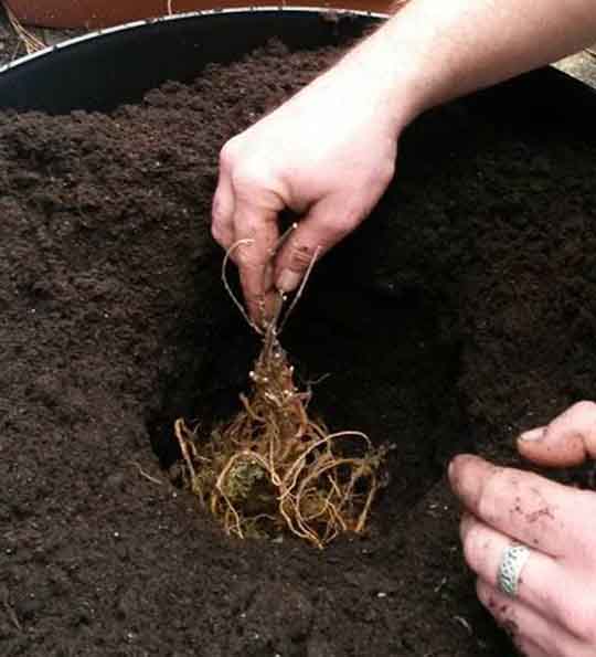 hops rhizome being planted