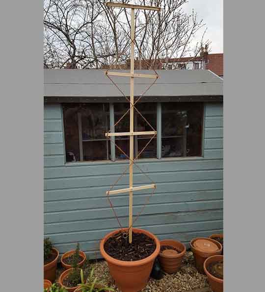 trellis for growing hop plants