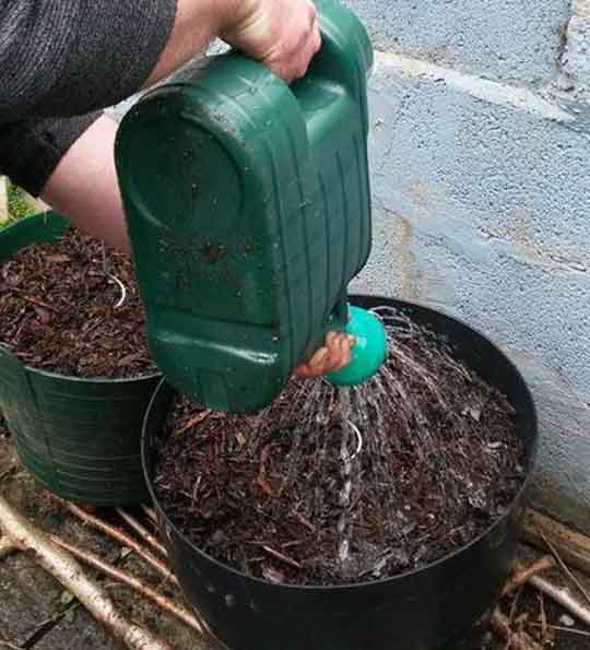 watering hop plants